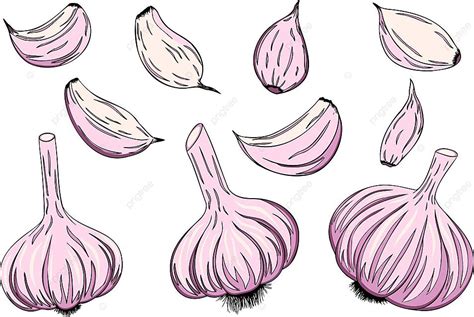 ilustrasi vektor gambar tangan irisan bawang putih  ikon sayuran