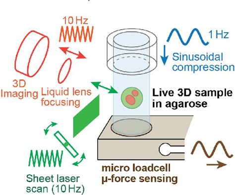 Figure 1 From Single Cellular Dynamic Mechanical Analysis Of Live 3d