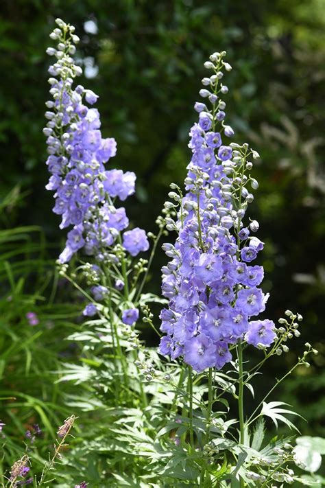 Delphiniums Plant Care And Collection Of Varieties