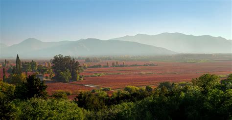 Concha y Toro Winery: Guardians of Carmenere's History in Chile ...