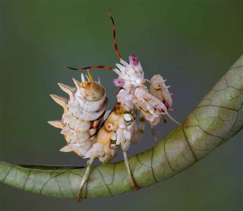 9 of the Most Absurd-Looking Mantis Species