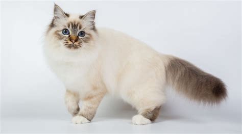 Birman Cat Breed Profile Care Traits Facts And More Love Your Cat