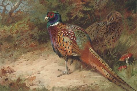 Pheasants In Undergrowth Archibald Thorburn Pheasant Birds