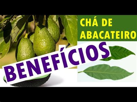 Chá de abacateiro serve pra quê Conheça as folhas de abacateiro e seus