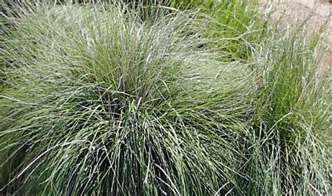 Muhlenbergia Rigens Deer Grass