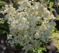 Soc Parfumat Haschberg Sambucus Nigra Haschberg Sweet Garden