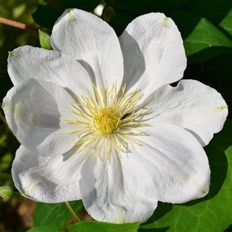 Clematis The Bride 3l Coolings Garden Centre