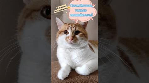 #боится ли кот пылесоса? #боюсь, но держусь #смешныекоты #коты2023 # ...