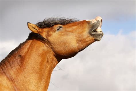 Horse Smile Stock Image Image Of Farm Livestock Horse 11413561