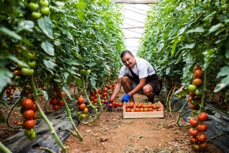 Greenhouse farming Stock Photos, Royalty Free Greenhouse farming Images | Depositphotos