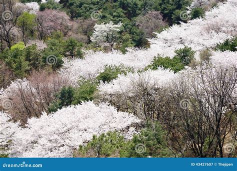 Full Blown Korean Cherry Blossoms Stock Image Image Of Korea Branch