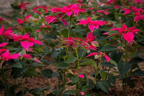 Poinsettias Growing In A Field Stock Image Image Of Holiday Growing