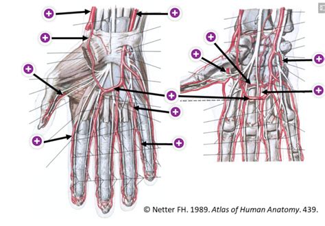 Arteries Of The Hand Diagram Quizlet