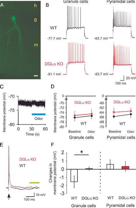 Figure From The Endocannabinoid Arachidonoylglycerol Negatively