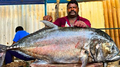 KASIMEDU SPEED SELVAM BIG 78 KG GIANT TREVALLY FISH CUTTING VIDEO