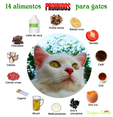 14 Alimentos Proibidos Para Gatos Terapia Verde