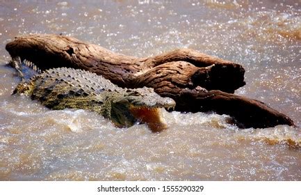 Grumeti River Stock Photos And Pictures Images Shutterstock