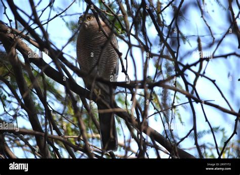 Sariska Tiger Reserve Sultanpur Bird Sanctuary Stock Photo Alamy