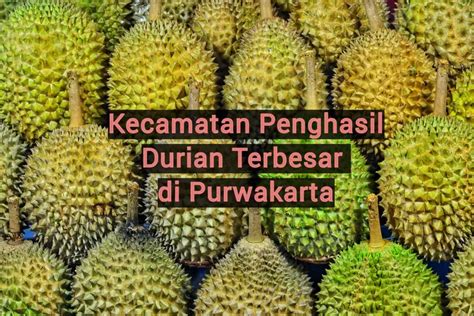 Kecamatan Penghasil Durian Terbesar Di Kabupaten Purwakarta Nomor