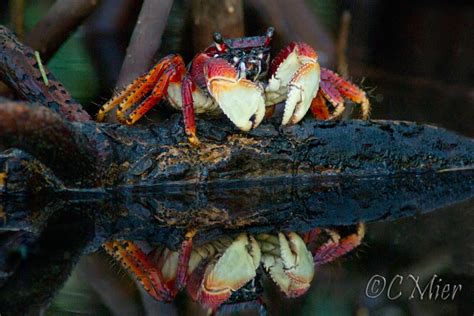 Mangrove Crab