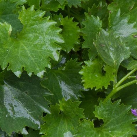 Campanula Poscharskyana Campanule Des Murets Tapis De Fleurs Bleues