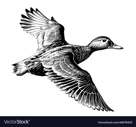 Duck flying sketch painted Royalty Free Vector Image