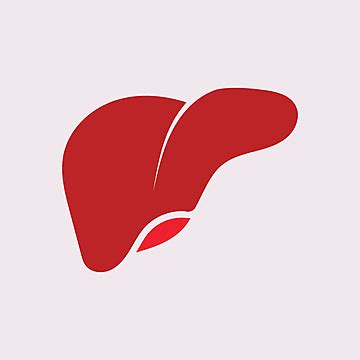 Human Liver Clipart Transparent Png Hd Human Liver Icon In Cartoon