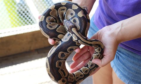 Gator Golf Adventure Park - Up To 55% Off - Orlando, FL | Groupon