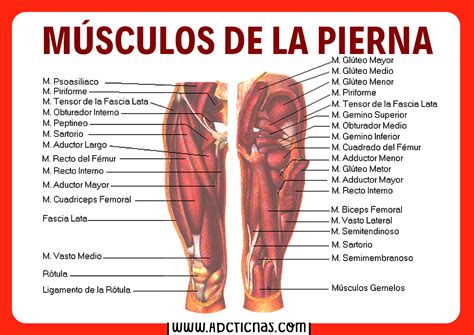 Anatomía De Los Músculos De Las Piernas Sistema Muscular