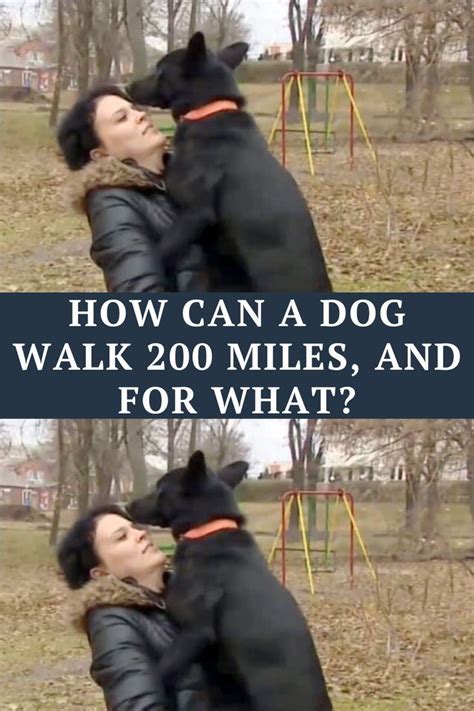How Can A Dog Walk 200 Miles And For What In 2022 Dog Walking