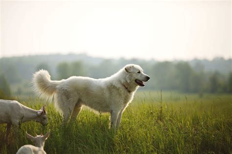 Pastor De Maremma El Perro M S Protector Y Valiente Caracter Sticas