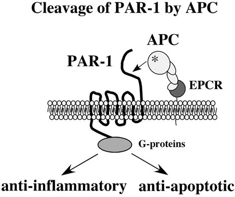 Regulation Of Blood Coagulation By The Protein C Anticoagulant Pathway