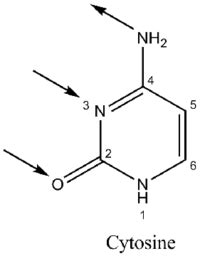 Guanine - New World Encyclopedia