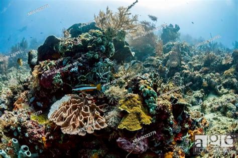 Coral Reef At Island Of Menjangan Bali Indonesia Asia Island Stock