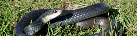 New Episode From Naturally Florida Three Common Snakes In