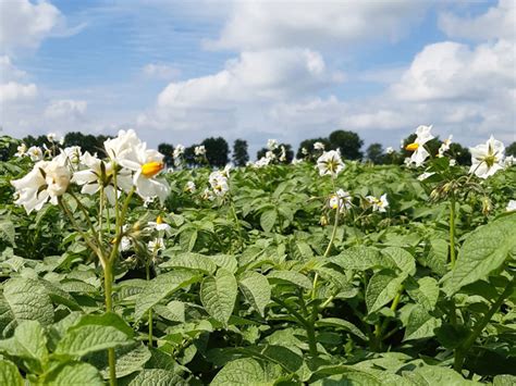 senata semagri aan zet  zetmeel