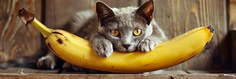 11 Human Foods Your Cat Can Eat Pawslover