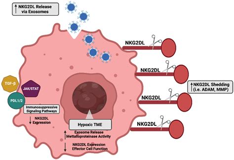 Cancers Free Full Text Regulation Of Nkg D Stress Ligands And Its