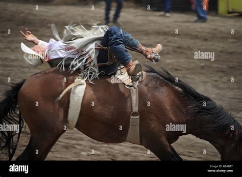 Cowboy On Bucking Horse Hi Res Stock Photography And Images Alamy