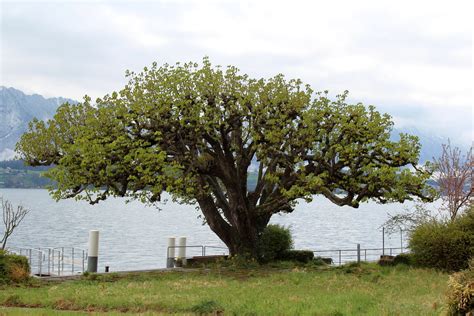 Baum In Gunten Am Thunersee Im Berner Oberland Im Kanton B Flickr