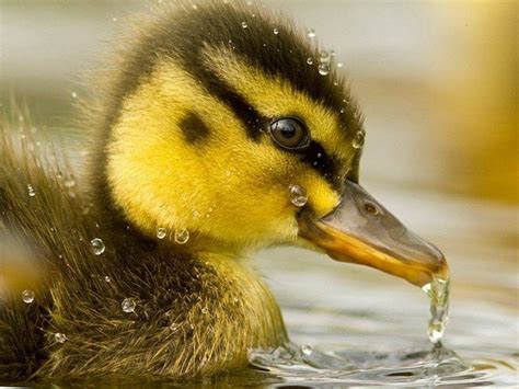 Baby Duck Wallpapers - Top Free Baby Duck Backgrounds - WallpaperAccess