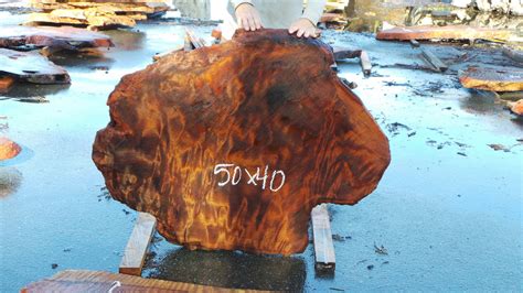 Redwood Burl Slabs Unique Redwood Pieces Redwood Burl Inc