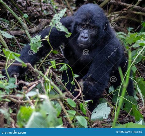 Baby Silverback Gorilla stock image. Image of africa - 48474039