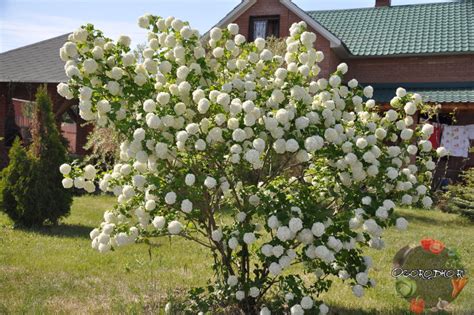Калина Бульденеж – посадка и уход, фото в ландшафтном дизайне