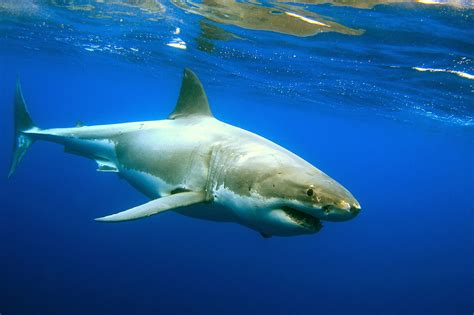 Great White Sharks Tracked Off Georgia Coast Georgia Outdoor News