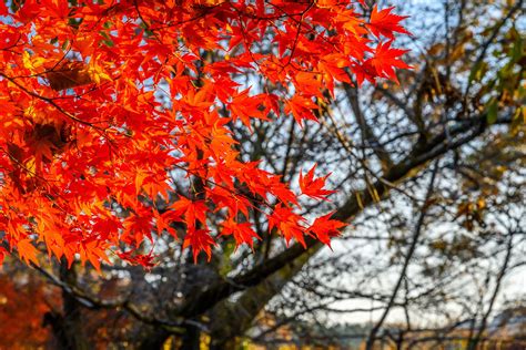 長瀞紅葉まつり【埼玉県秩父郡長瀞町】 フォトさいたま