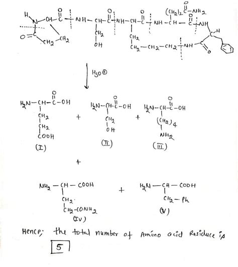 Solved How Many Amino Acid Residues Are Present In The Following