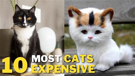 Top 10 Expensive Cats In The World 10 Expensive Cats In 2023 Top 10