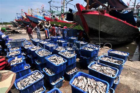 Tangkapan Ikan Menurun Antara Foto