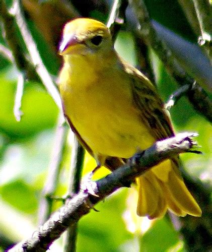 Summer Tanager-Female | BirdForum